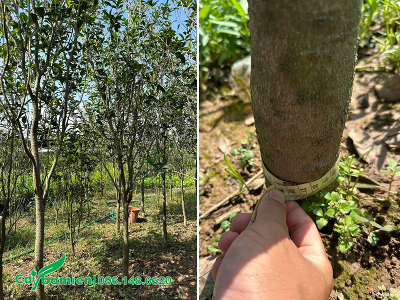 Vườn cây hoa mộc hương trưởng thành đường kính gốc 5 - 7cm