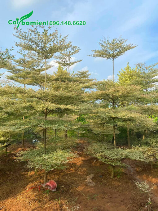 Cây có 4 - 5 tầng tán, chiều cao 5m, lá màu xanh trắng ấn tượng