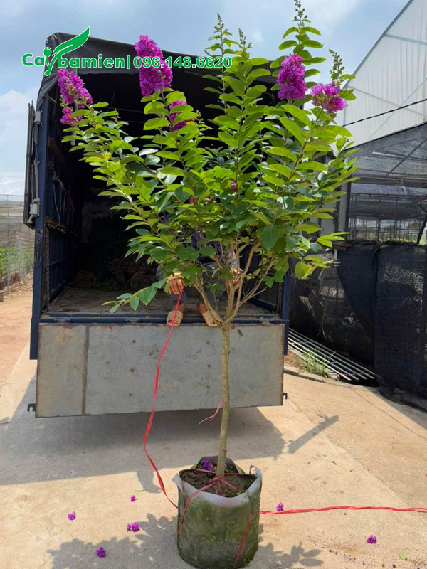 CÂY BẰNG LĂNG TÍM (Bằng Lăng Nước) - Ảnh 5