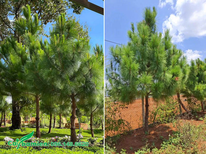 Hàng cây thông caribe công trình cao 3m tại sân vườn biệt thự