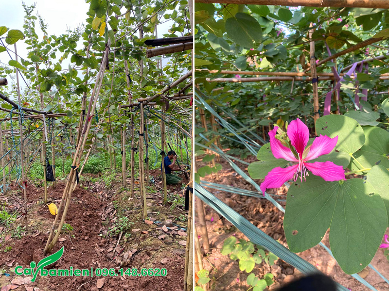 Bứng bầu đất cây ban tím công trình chiều cao gần 3m