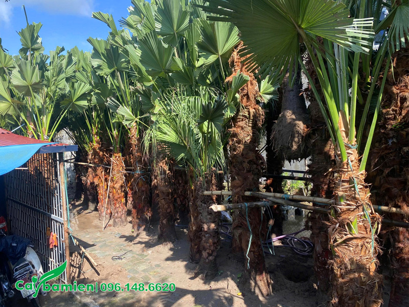 Cây cọ ta công trình đã dâm ủ kỹ bằng cát tại nhà vườn ở Hà Nội