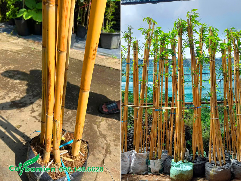 Những bầu cây hoàng trúc cao 2,5m