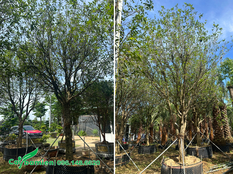 Vườn dưỡng ủ số lượng lớn cây mộc hương tàu nhập khẩu, đường kính gốc 10cm