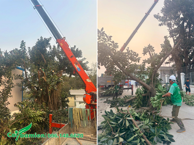 Cắt tỉa hết tay cành của cây đa búp đỏ trước khi bứng và di chuyển nó đến chỗ mới