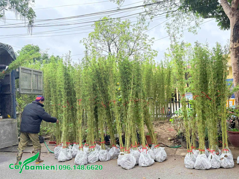 Công nhân đang bốc xếp hàng nghìn cây Trúc Quân Tử chiều cao 2m