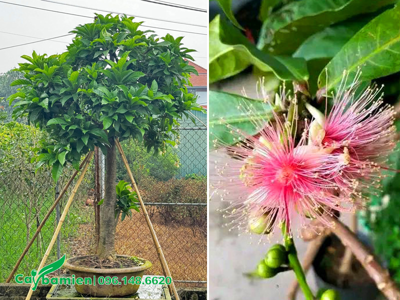 Chuỗi hoa xinh đẹp của cây lộc vừng trắng