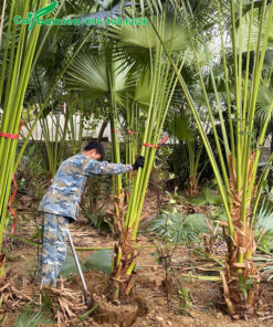 Cây cọ ta giá rẻ, lộ thân 50 - 70cm