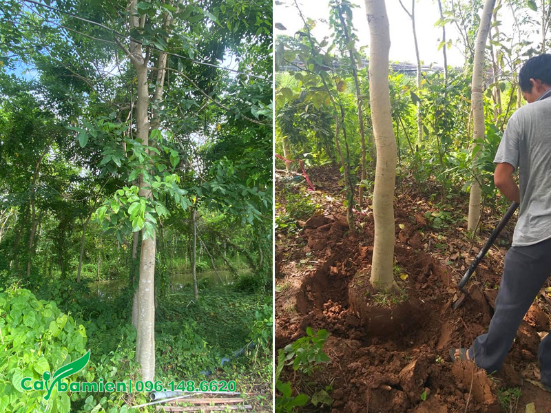 Vườn cây hoa osaka vàng lâu năm đường kính gốc 12 -15cm