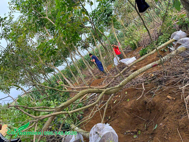 Bứng số lượng lớn cây phong linh tím công trình