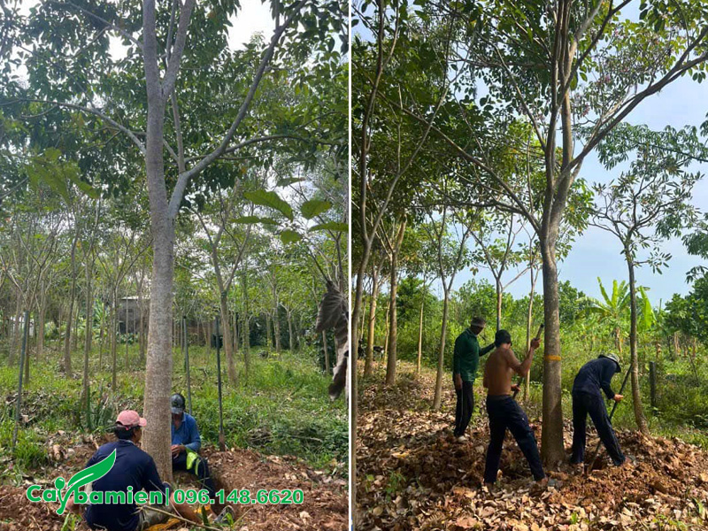 Bứng nóng cây kèn hồng cổ thụ thoát thân cao 2.5m