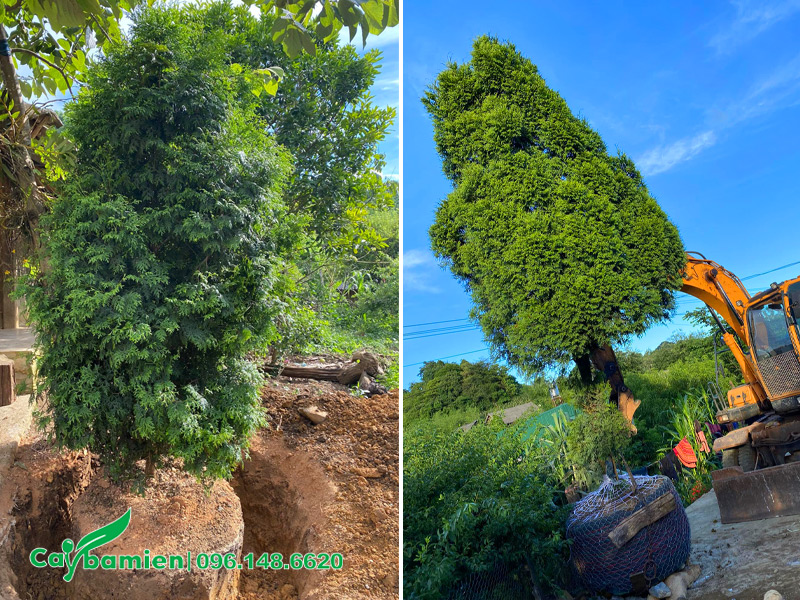 Bách Xanh công trình đánh thẳng