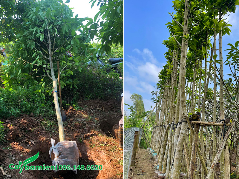 Ngọc lan bứng thẳng và cây đã dưỡng ủ cao 6 - 7m