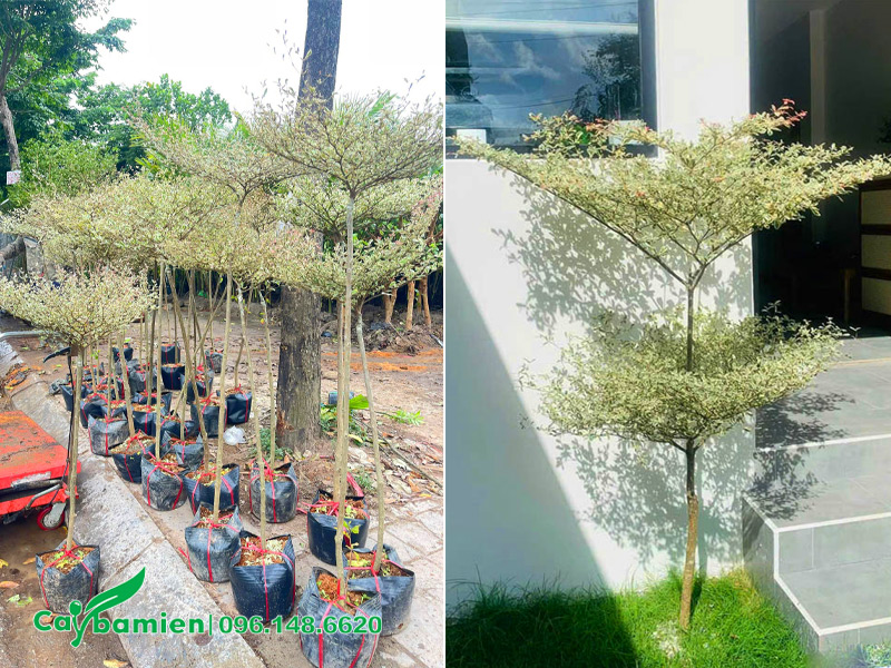 Đảm bảm cây được nhận ánh sáng và độ ẩm tốt
