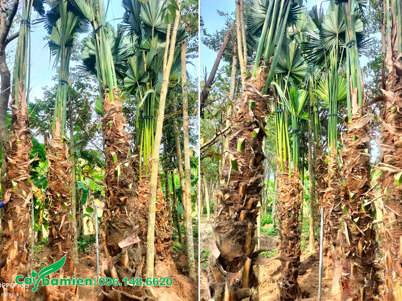 Dưỡng ủ số lượng lớn cây cọ ta công trình, lóng thân cao 2.5 - 3m