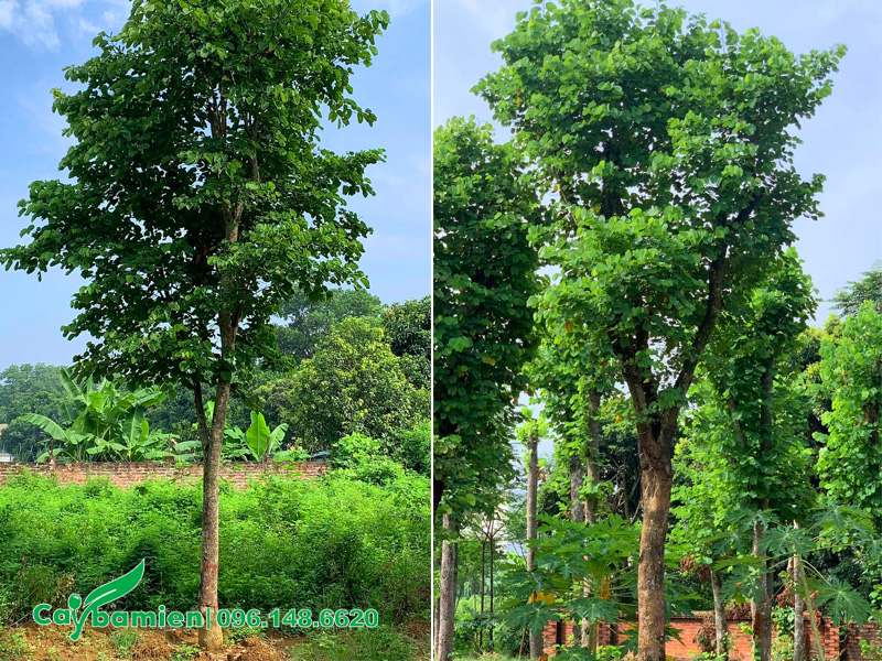Cây đã dưỡng ủ thời gian dài, chiều cao 6 - 7m