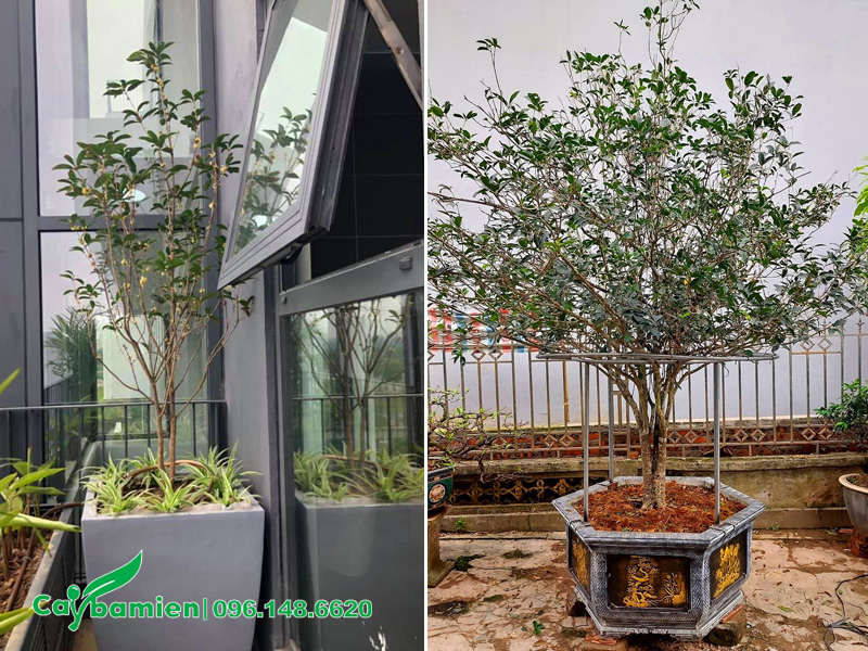 Những chậu mộc hương kích thước nhỏ thích hợp với chung cư, nhà phố, biệt thự liền kề