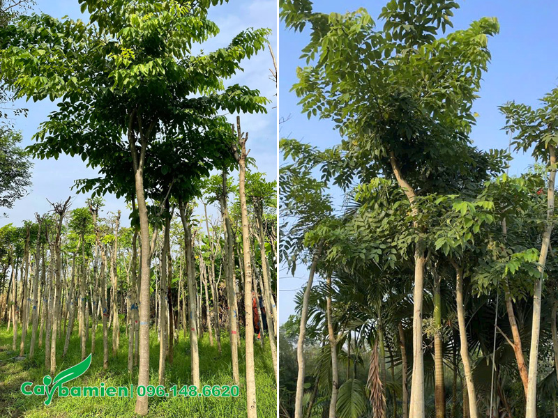 Vườn dưỡng cây muồng hoàng yến công trình, thoát thân thẳng, đường kính gốc 10cm