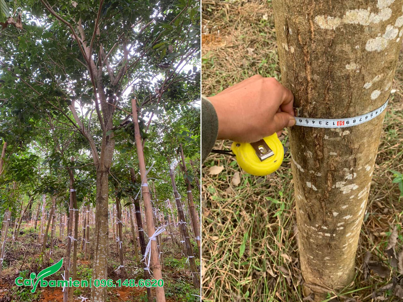 Đo đạc cây phong linh tím công trình, đường kính thân khoảng 15cm