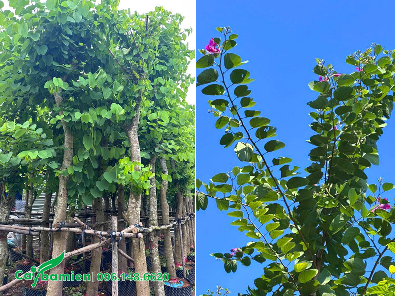 Kiểm tra cây ban tím công trình có thân khỏe, lá xanh đẹp