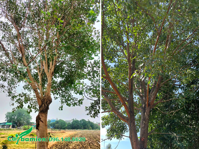 Chọn mua cây bồ đề công trình cao 10m, đường kính thân hơn 30cm