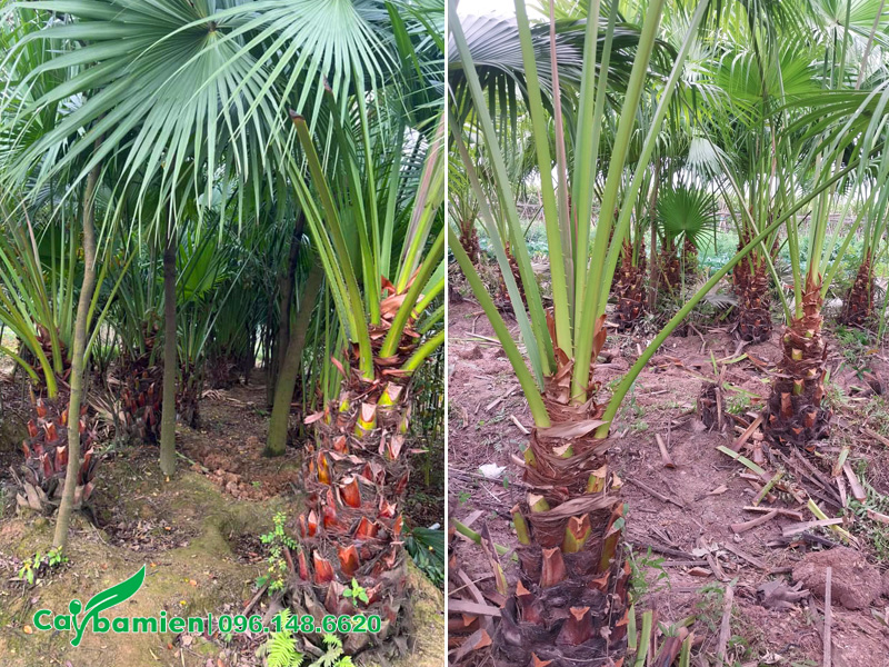 Vườn cọ ta lộ thân 1m bứng thẳng tại vườn ở Phú Thọ