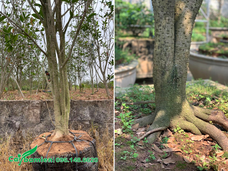 Cận cảnh bầu cây mộc hương mới bứng và bọc bằng lưới chuyên dụng