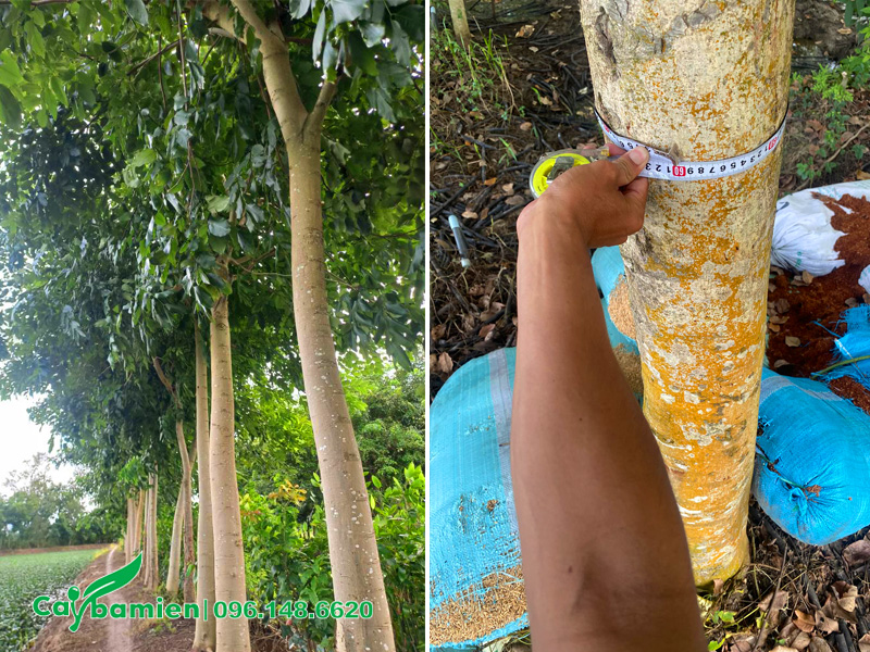 Kiểm tra cây muồng hoàng yến công trình đường kính gốc 15 - 20cm