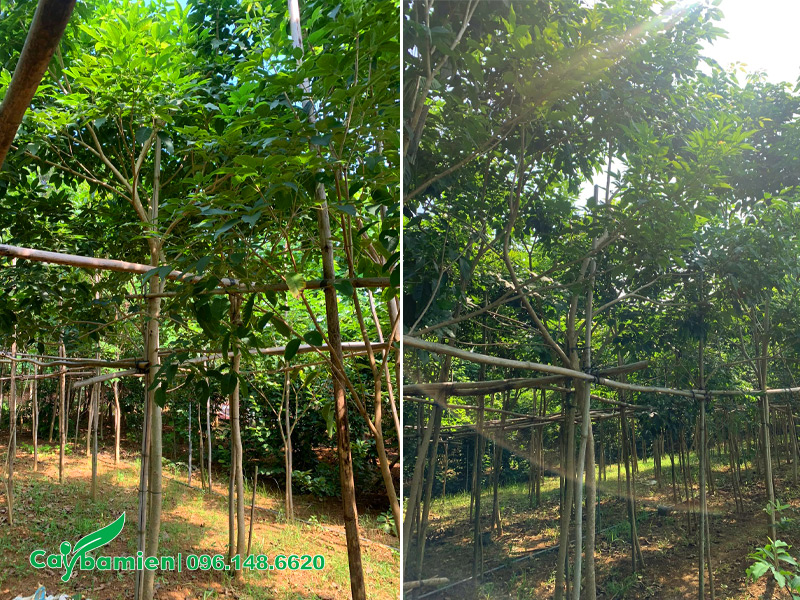 Vườn trồng cây hoa phong linh tím xanh tốt, chiều cao 5 - 6m