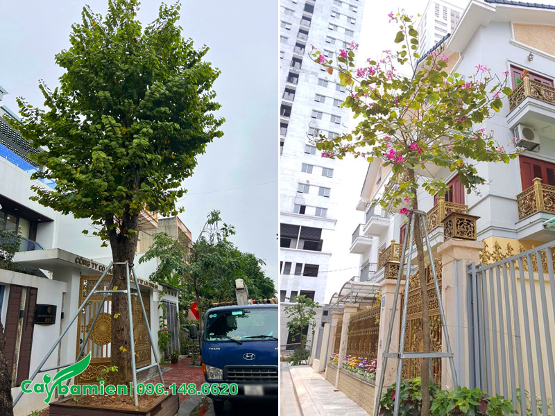 Cọc thép chống cây ban tím công trình