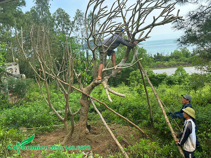 Trồng và chống cọc cho cây hoa đại cổ thụ