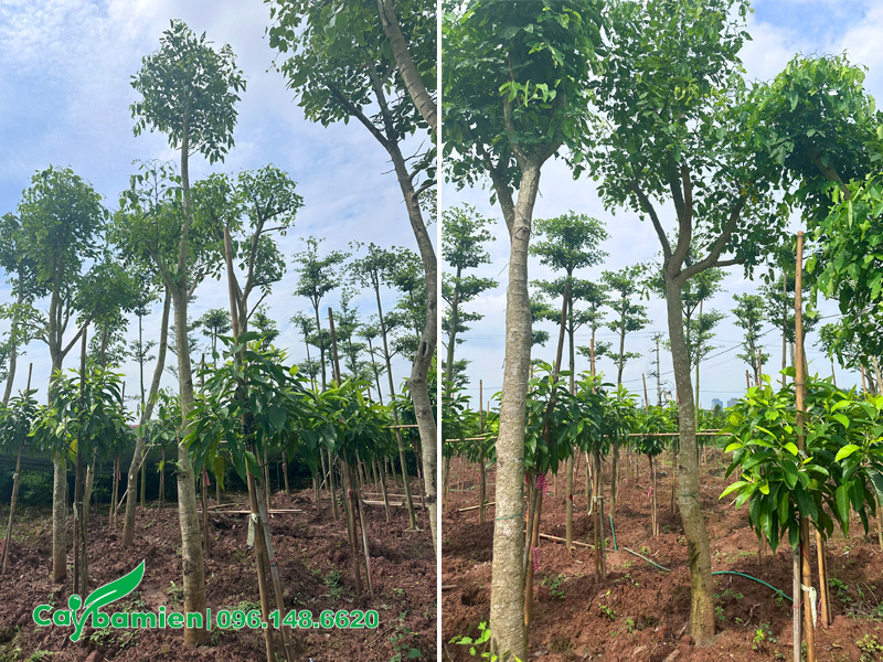 Vườn cây osaka vàng muồng hoàng yến đường kính gốc 18cm