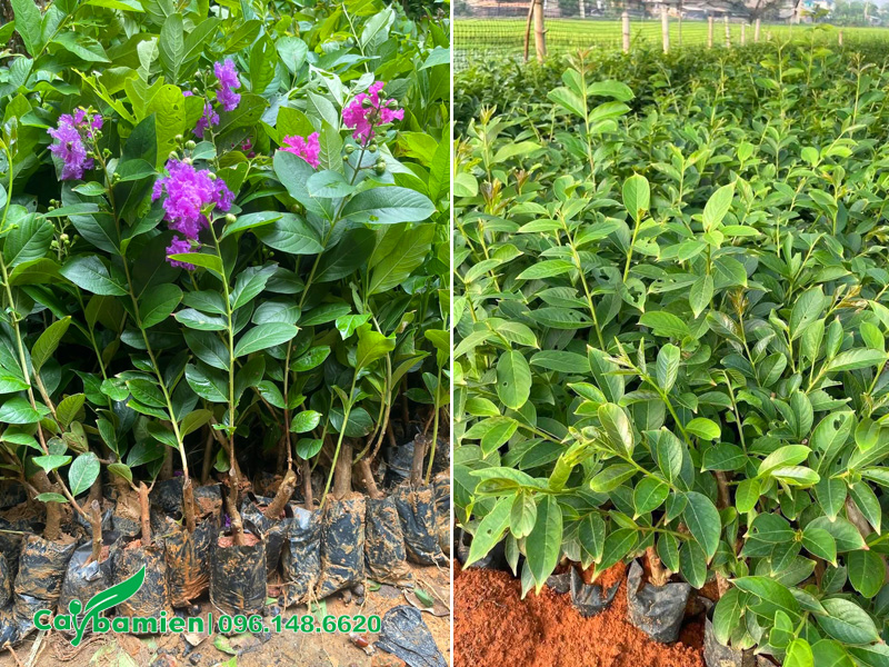 Vườn nhân giống số lượng lớn cây bằng lăng tím bằng cành