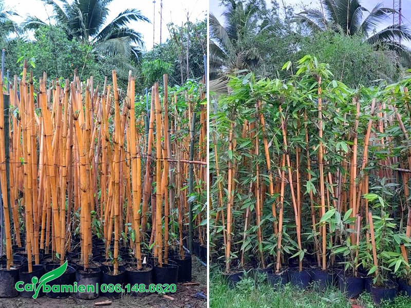 Những bầu cây hoàng trúc giâm ủ một thời gian, chiều cao hơn 1m