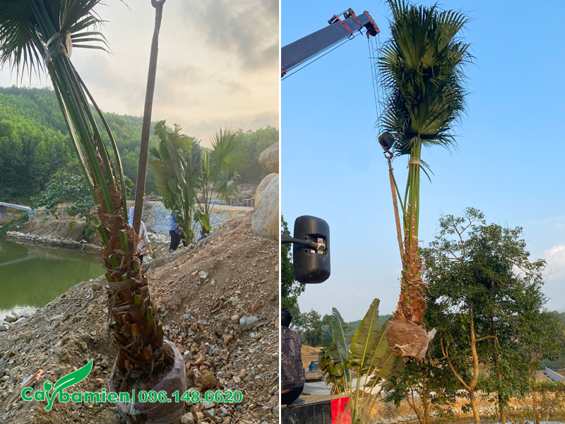 Thi công trồng cây cọ ta công trình