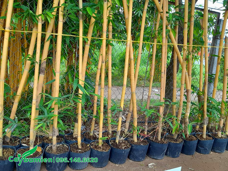 Trồng dâm ủ cây hoàng trúc vàng