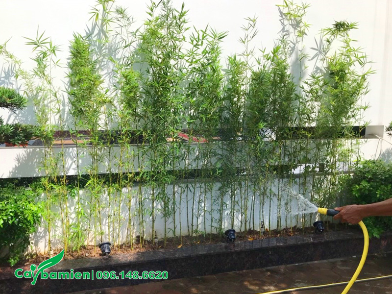 Hàng cây Trúc Quân Tử xanh tốt, được tưới nước đầy đủ