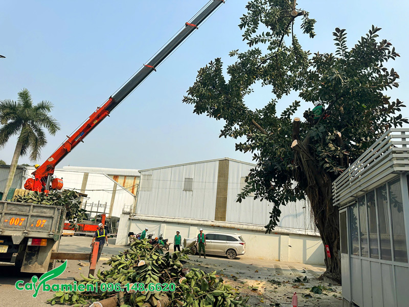 Dịch vụ di dời cây xanh trọn gói uy tín, báo giá rẻ