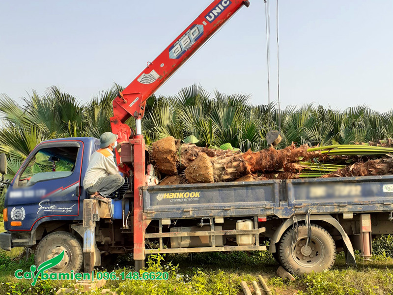 Cẩu tự hàng đang đưa cây lên thùng xe