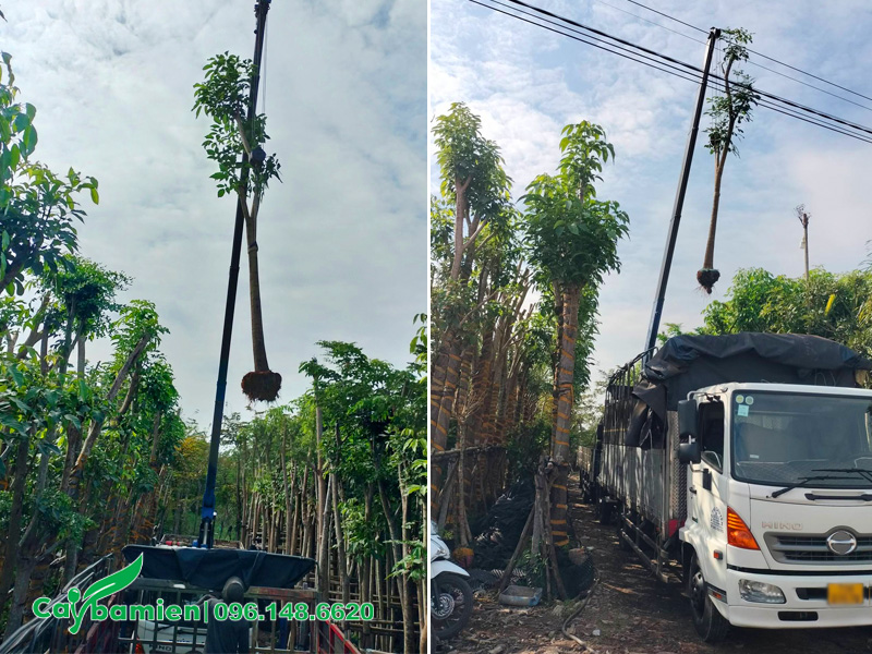 Cẩu hạ, xếp cây kèn hồng công trình lên xe