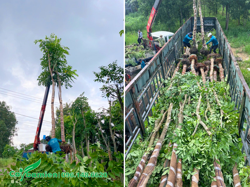 Cẩu xếp cây muồng hoàng yến lên thùng xe đầu kéo