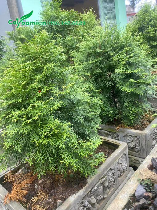 Cây nhỏ trồng trong chậu cảnh