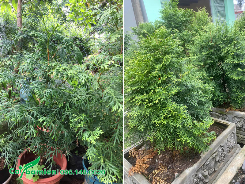 Trồng cây Bách Xanh trong chậu cảnh