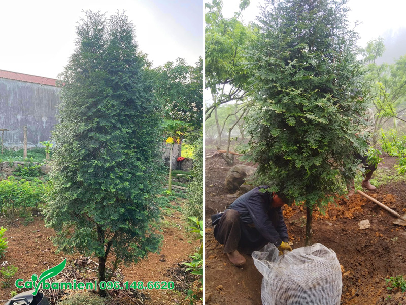 Dùng lưới bọc bầu cây Bách Xanh công trình