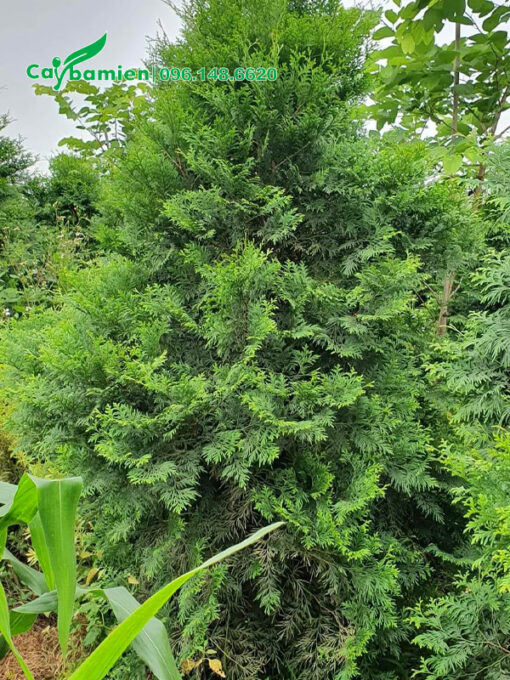 Cây nhỏ chiều cao 1m5