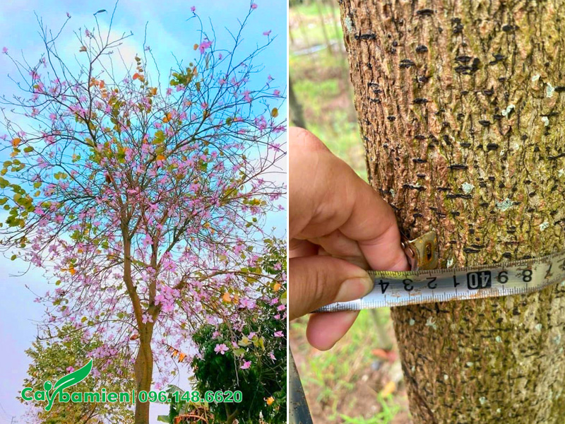 Cây Ban Tây Bắc vanh khoảng 44 - 45 tương ứng với đường kính khoảng 15cm
