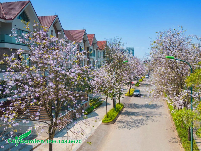 Những hàng cây hoa ban Tây Bắc trồng ở vỉa hè đường phố khu đô thị
