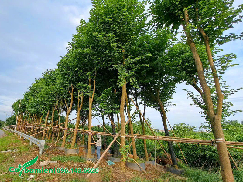 Những hàng cây ban tây bắc đã dưỡng ủ kỹ