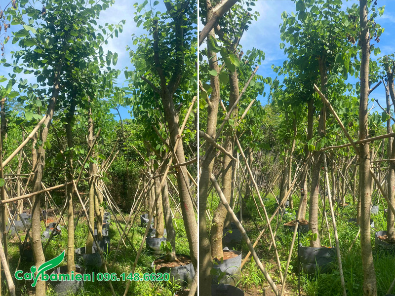 Dưỡng ủ cây ban tím hoàng hậu trong bầu nổi