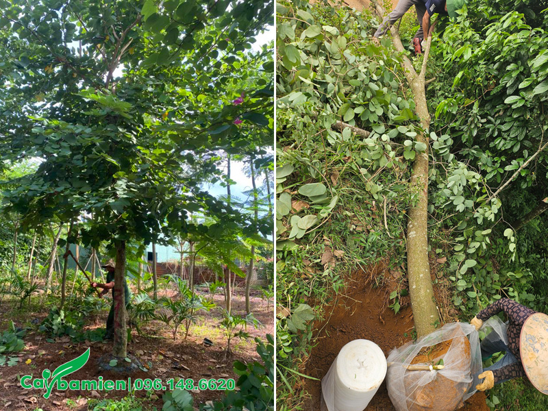 Cây công trình đường kính lớn, chiều cao 6 - 7m, đường kính gốc 15cm